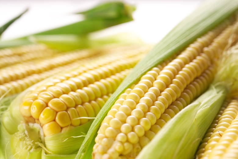 Latvijā ģenētiski modificēto kukurūzu neaudzēs