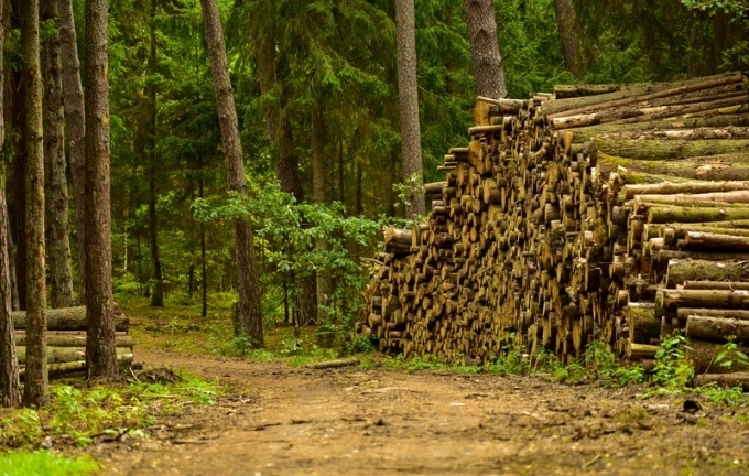 Latvijas meža produkcijas eksports pirmajā pusgadā pārsniedz vienu miljardu eiro