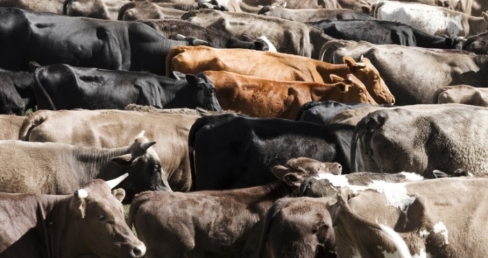Ar bankas "Citadele" kredītu fermeris Vidzemē dubulto ganāmpulku līdz 1000 govīm