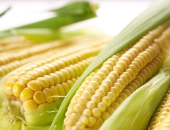 Latvijā ģenētiski modificēto kukurūzu neaudzēs