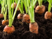 Plāno piedāvāt atbalsta pasākumus ES dārzeņu audzētājiem