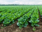 Latvijā kartupeļu audzēšanas platības sarūk; kāpostu - aug