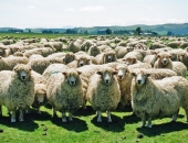 Augot pieprasījumam, pasaules tirgos prognozē aitu gaļas cenu pieaugumu