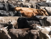 Ar bankas "Citadele" kredītu fermeris Vidzemē dubulto ganāmpulku līdz 1000 govīm