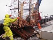 Latvijas uzņēmēji vēlas kompensācijas no ES par kuģu dīkstāvi krabju zvejas aizlieguma dēļ
