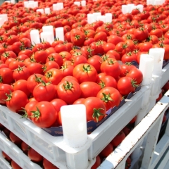 Pērn Latvijā importēto dārzeņu vērtība gandrīz trīs reizes pārsniedza eksporta vērtību