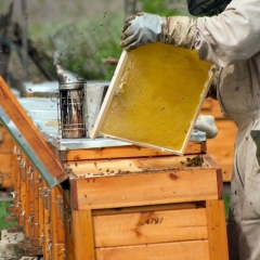 Biškopjiem turpmāk mēnesi agrāk būs jāiesniedz pārskats LAD