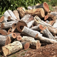 Koksnes resursu cenu kāpums šogad nav gaidāms