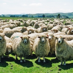 Augot pieprasījumam, pasaules tirgos prognozē aitu gaļas cenu pieaugumu
