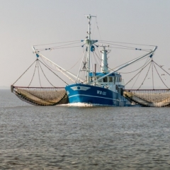 Garneļu audzētājs "FishBode" nākotnē plāno attīstīt eksportu uz Skandināvijas reģiona valstīm