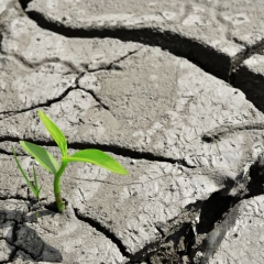 Rūdolfs Vilsons un Liene Šķiņķe